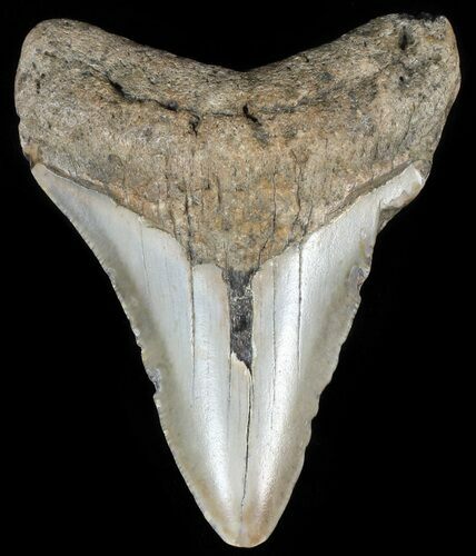 Bargain, Megalodon Tooth - North Carolina #65694